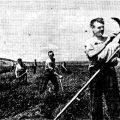 Уборка люцерны в колхозе имени Ленина в Молдавии