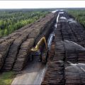 Китай вырубает российский лес