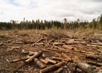 Лес после варварской вырубки